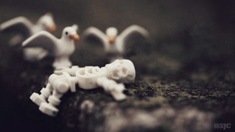 skeleton wtih seaguls