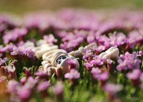 I forgot how perfectly scaled high altitude wild flowers can be for lego mini figures!