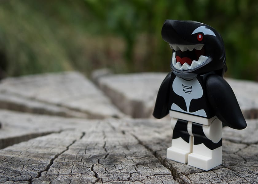 Orca