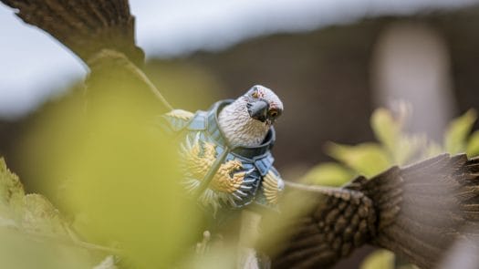 Peekaboo - Photo credit: Maelick